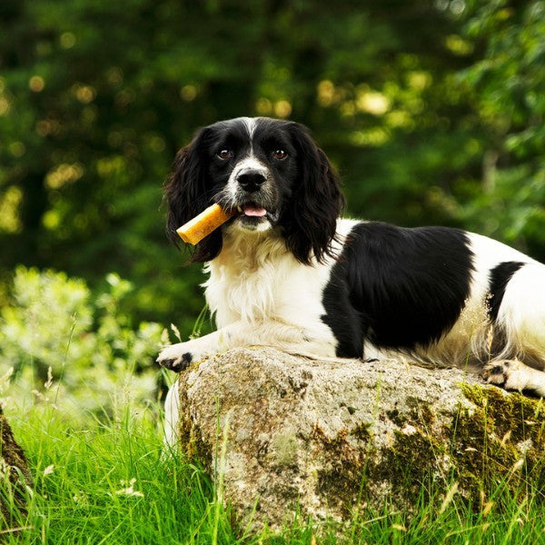 Discounted Bulk Yak Chews for Dogs (Flavoured Bundles)