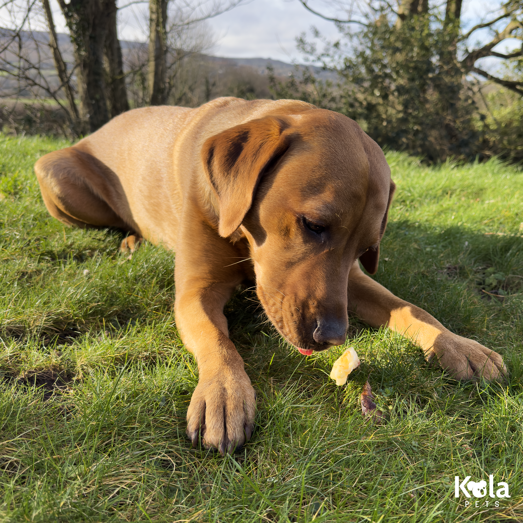 Ostrich Rabbit Ears 500g