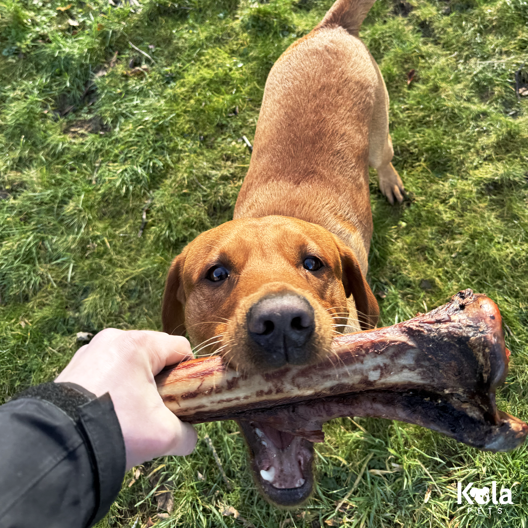 Tibia Large Ostrich Bone