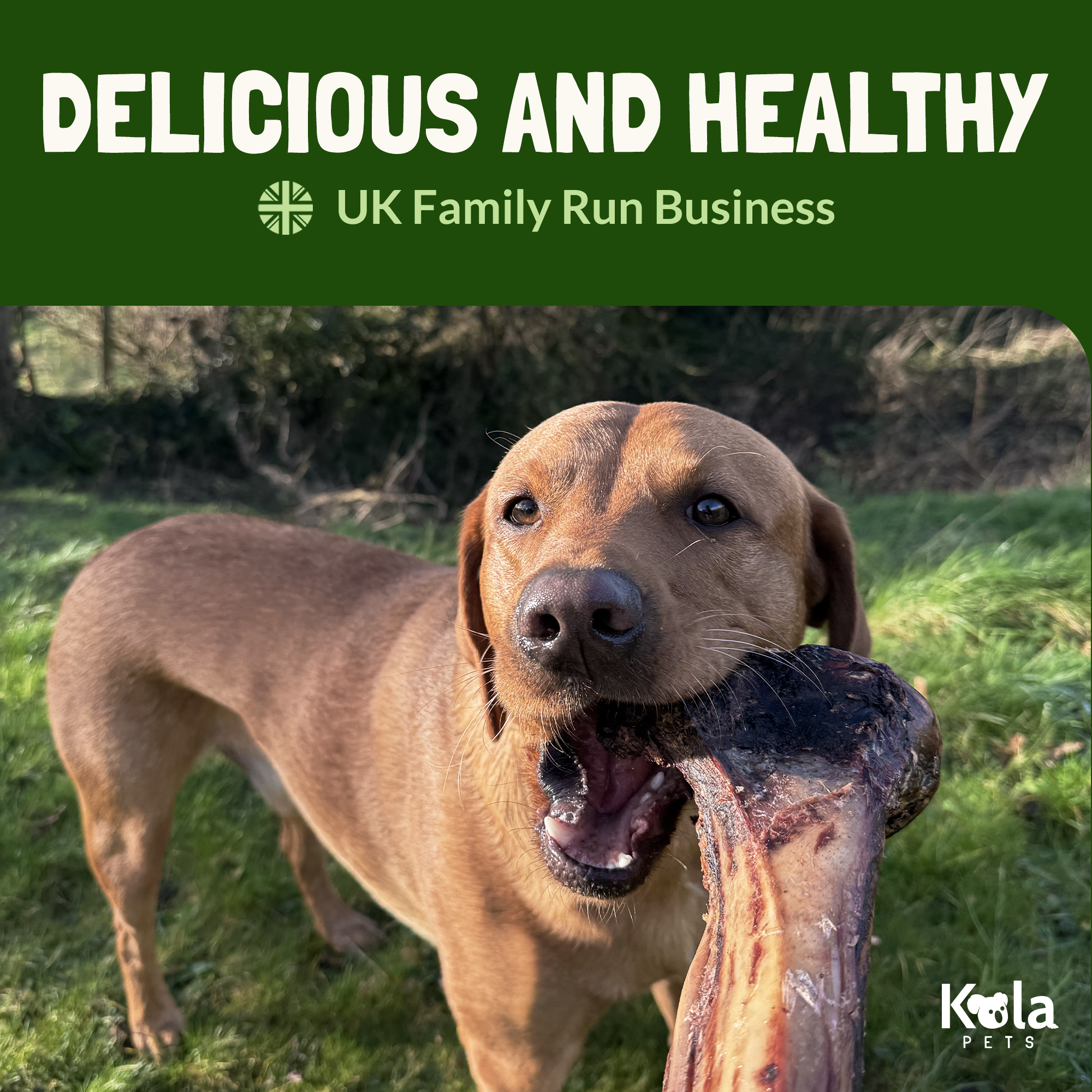 Tibia Large Ostrich Bone