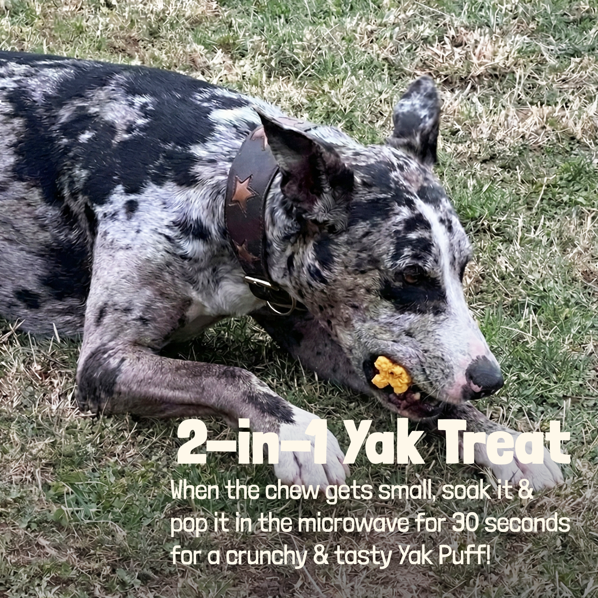 Yak Chews for Dogs (XL Pack of 4) - NEW