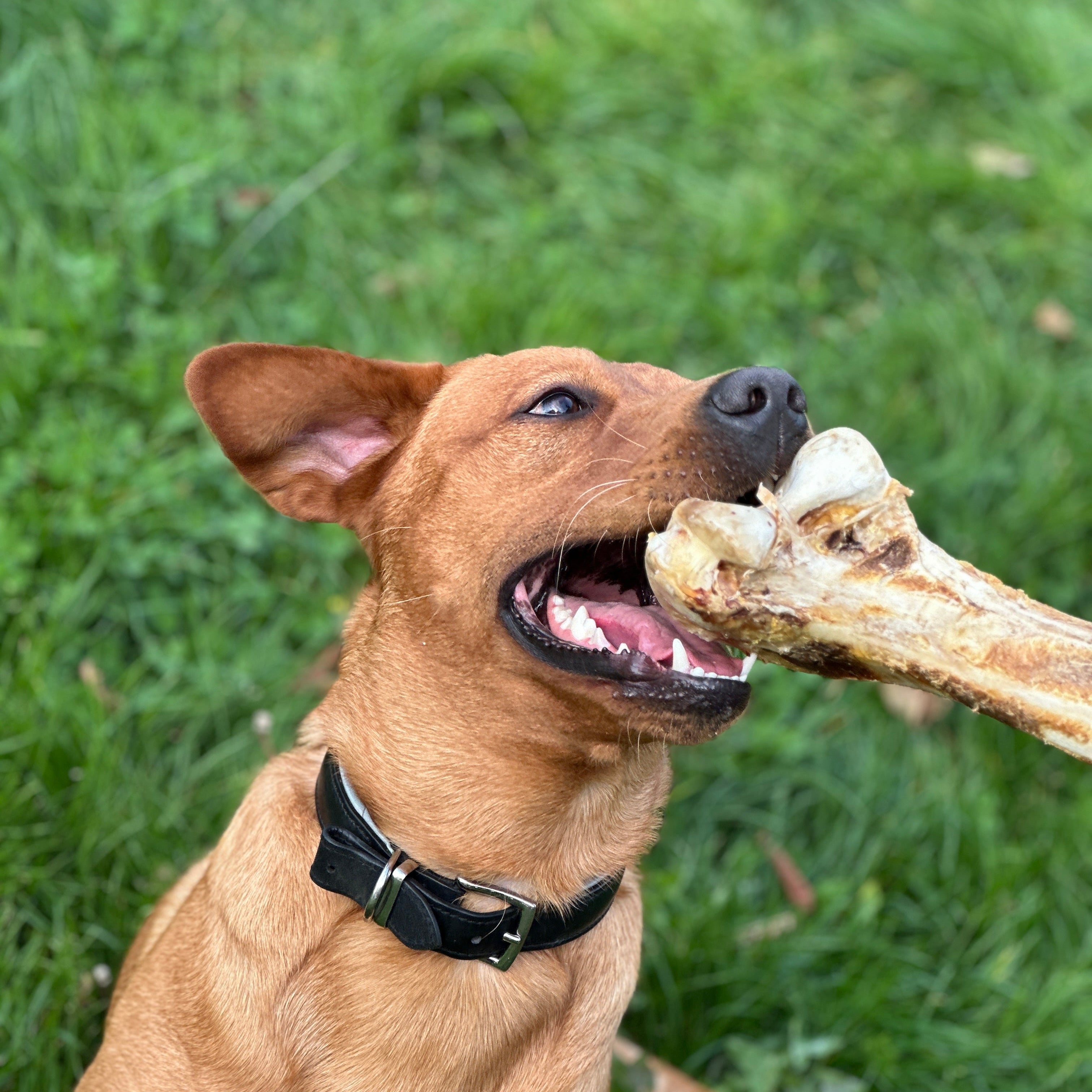 Are Ostrich Bones Safe for Dogs?