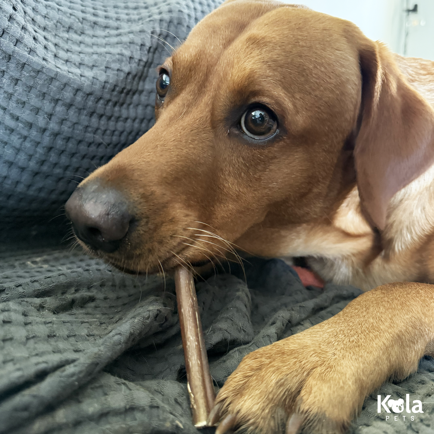 Pizzle Sticks for Dogs 10 Pack (12cm)