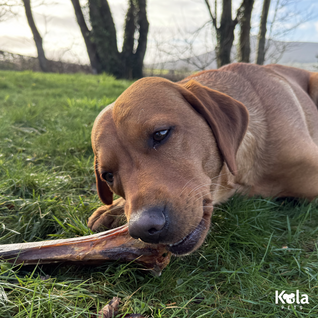 Metatarsus Ostrich Bones For Dogs