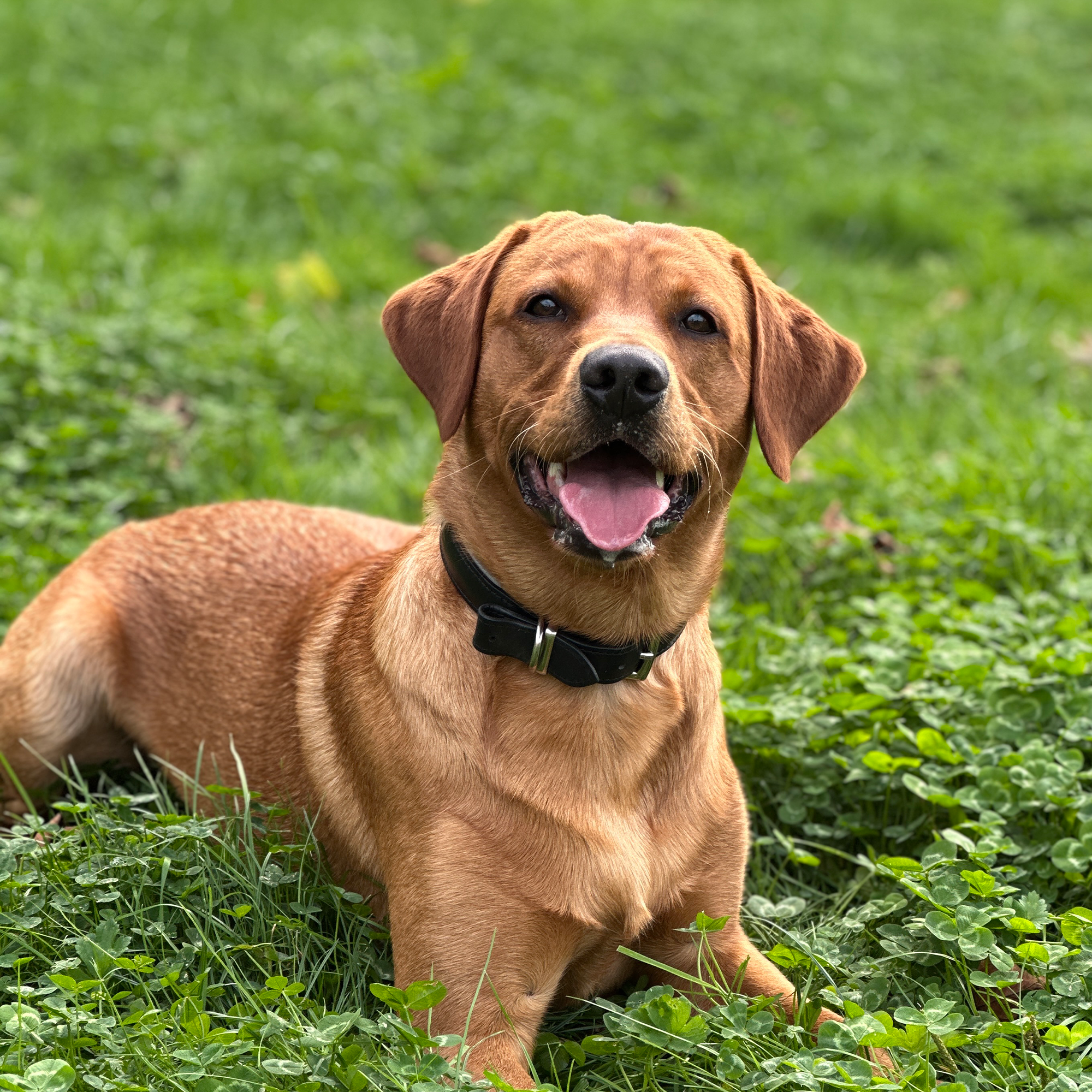 Jumbo Beef Bones (2 Pack )