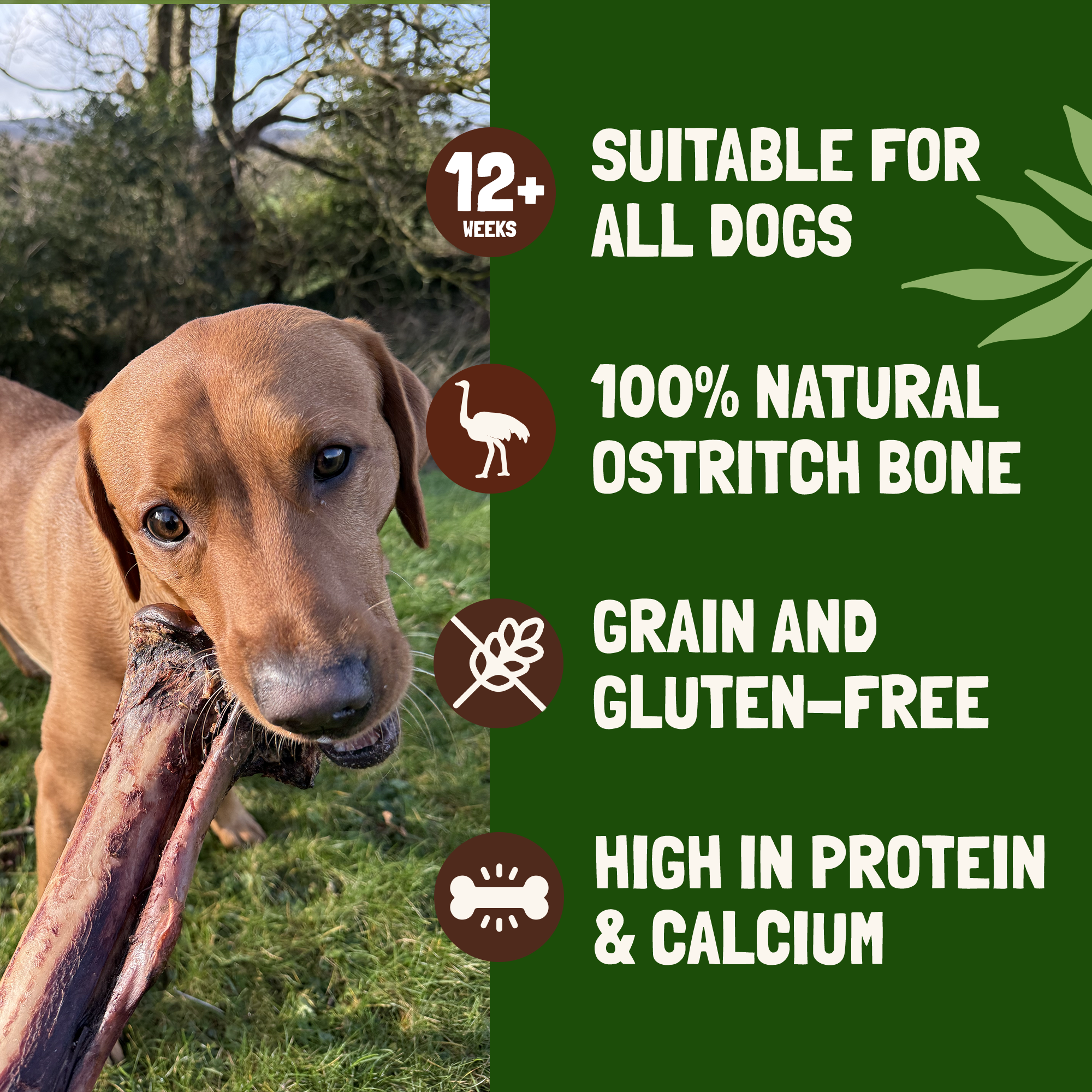 Tibia Large Ostrich Bone