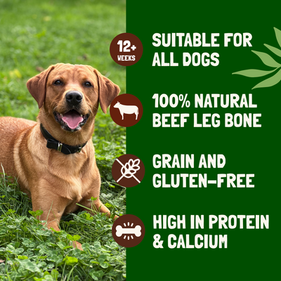 Jumbo Beef Bones (2 Pack )