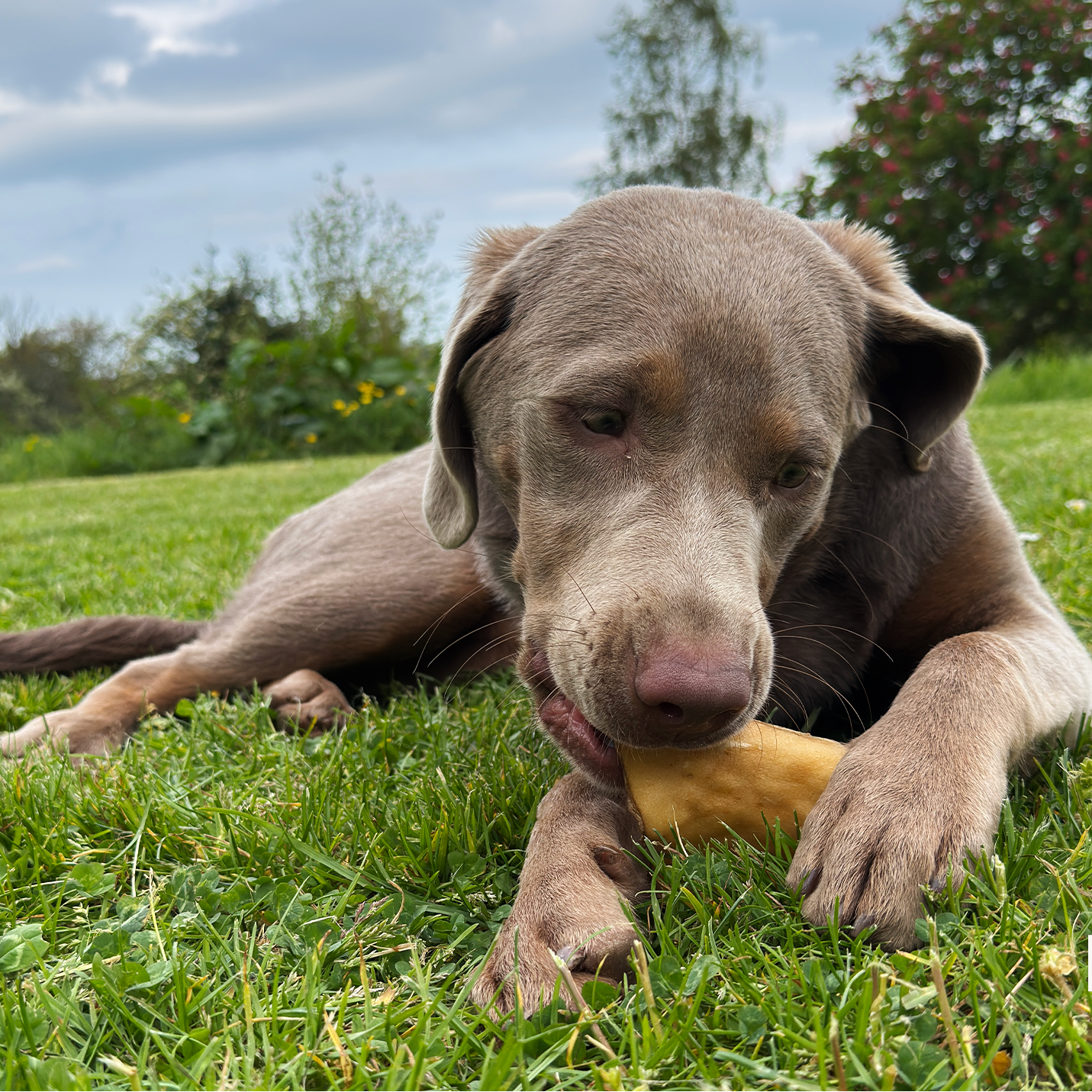 Venison Skin Chews for Dogs