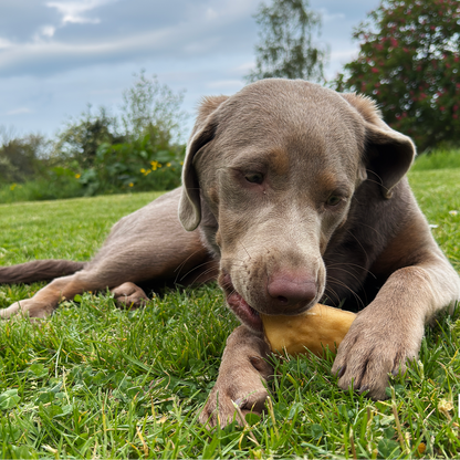 Venison Skin Chews for Dogs