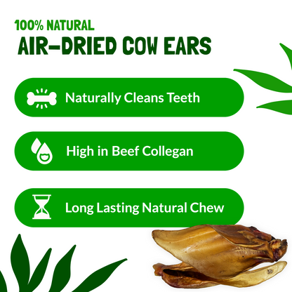 Large Cows Ears for Dogs 10 Pack