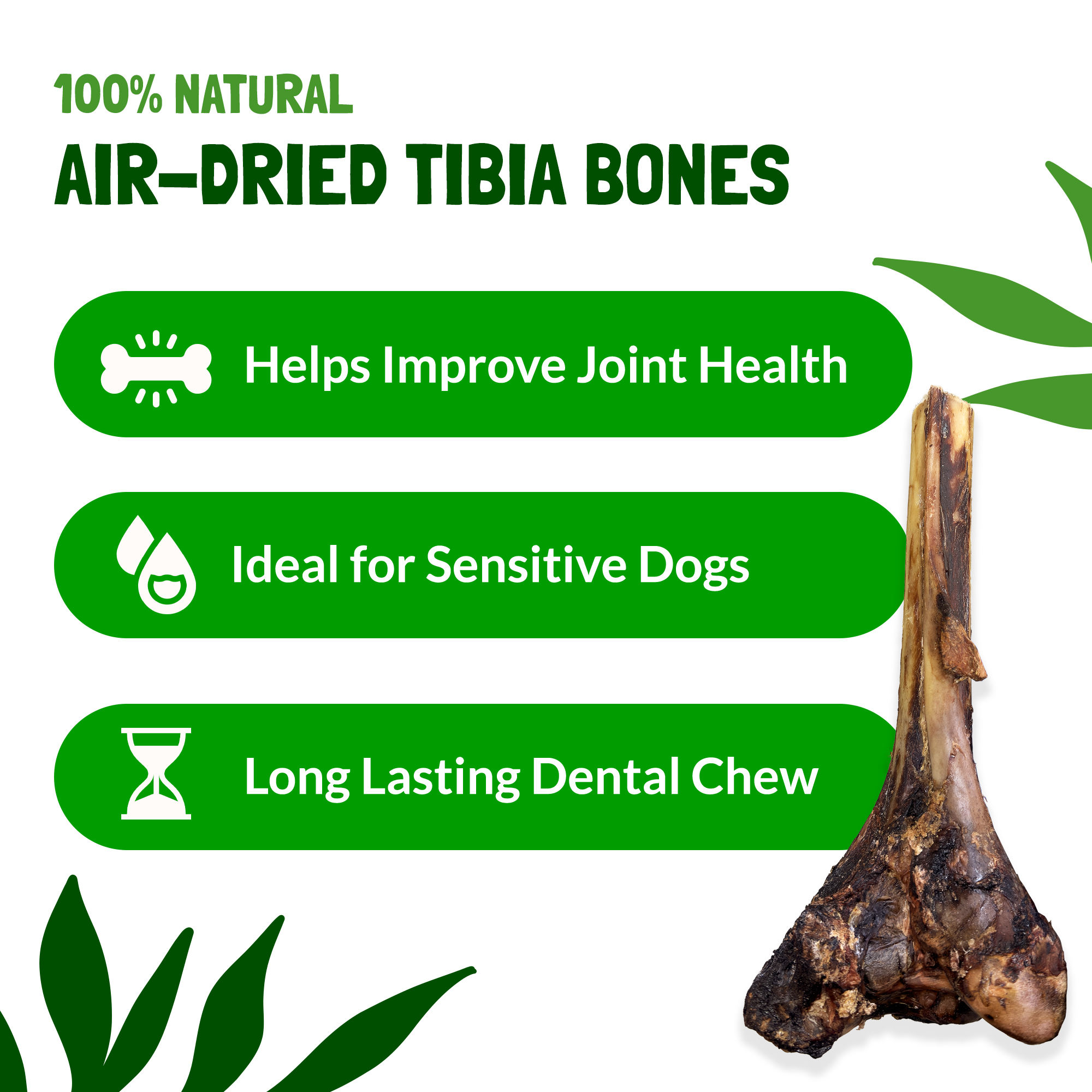 Tibia Large Ostrich Bone