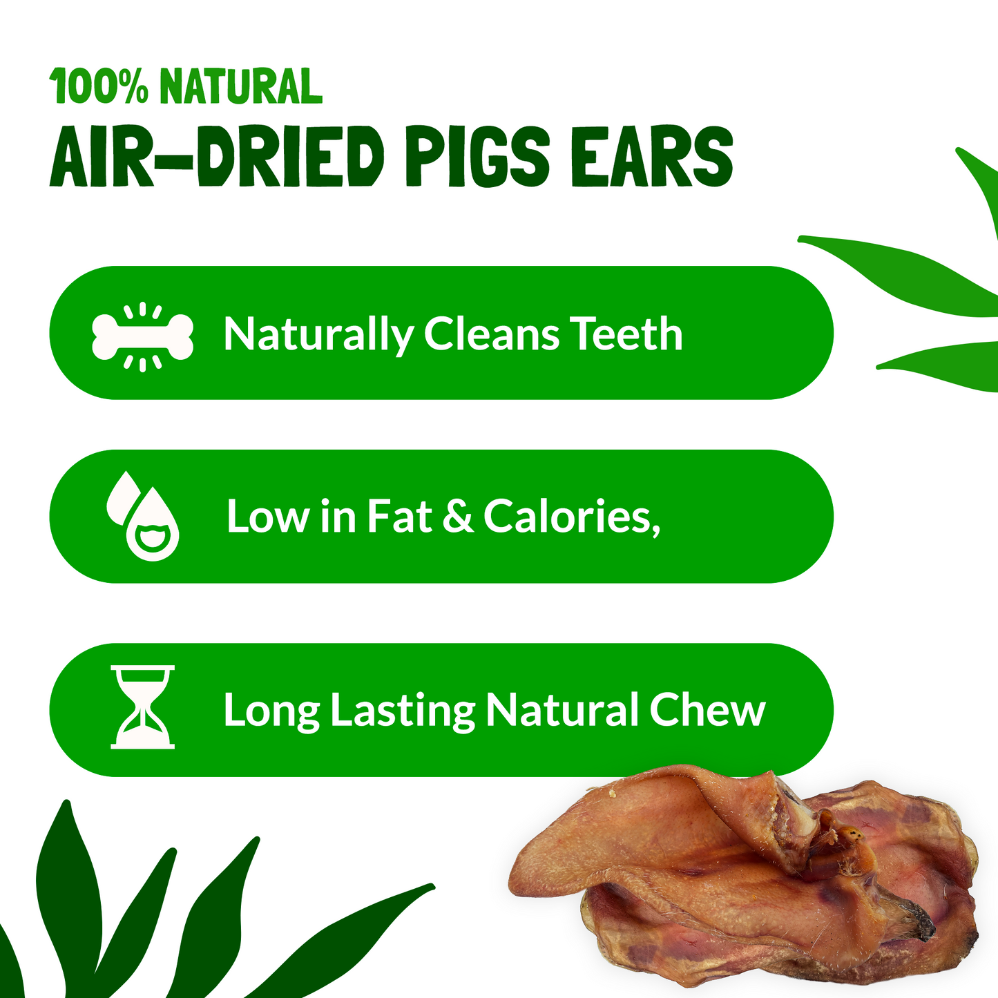 Large Pigs Ears