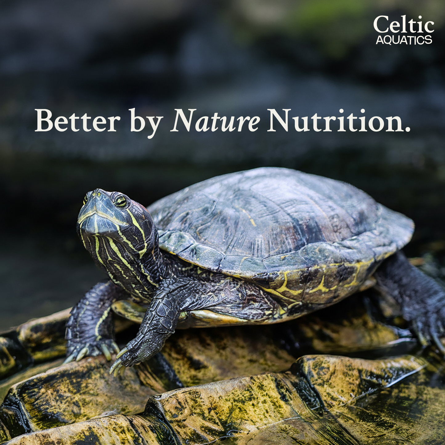 Celtic Aquatics Complete Turtle Food