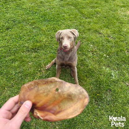 Large Pigs Ears