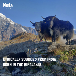 Yak Chews for Dogs Medium Pack of 10 | High Protein 650g