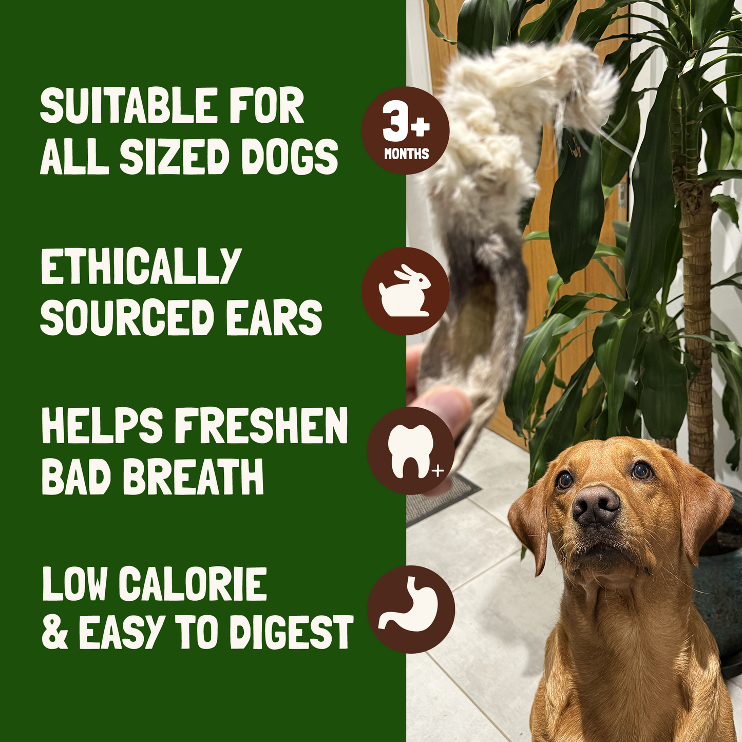 Rabbit Ears With Fur for Dogs