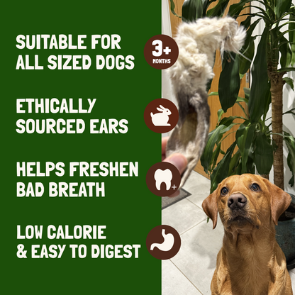 Rabbit Ears With Fur for Dogs