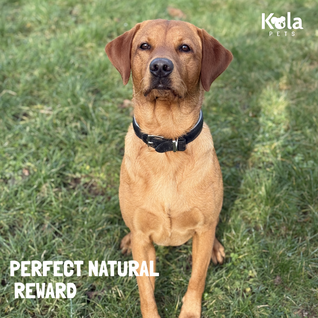 Yak Chews for Dogs Medium Pack of 10 | High Protein 650g