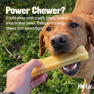 Yak Chews for Dogs (XL Pack of 4)