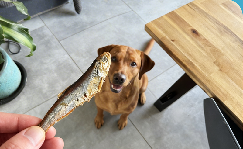 Treats
