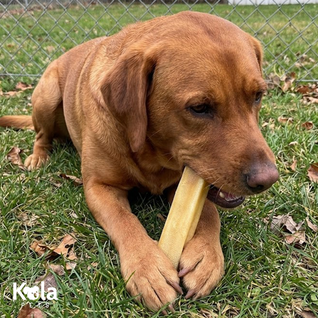 Yak Chews for Dogs (XL Pack of 4)