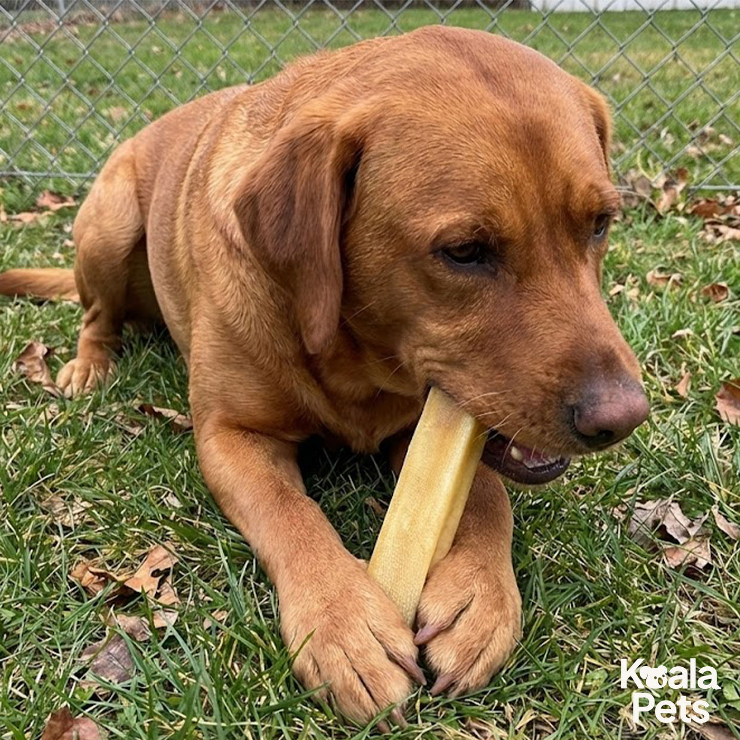 Yak Chews For Dogs (5 Small)