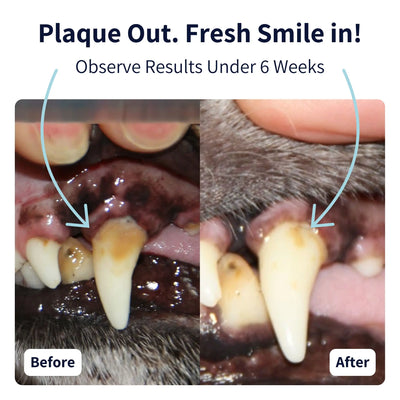 Tipaw Dental Care Powder For Dogs