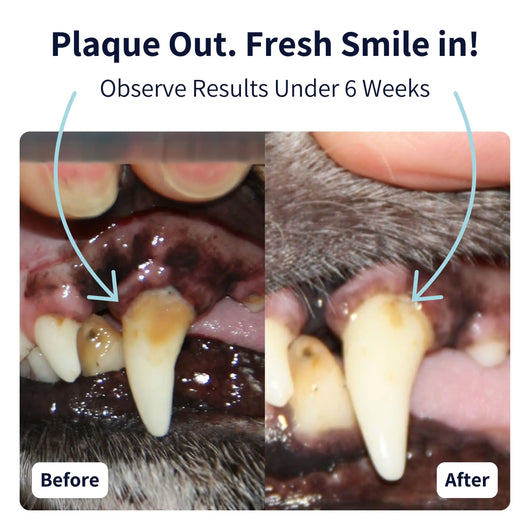 Tipaw Dental Care Powder For Dogs