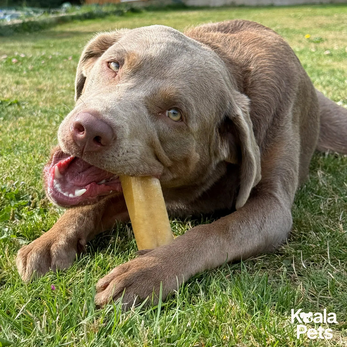 Natural chews that actually last