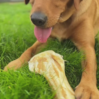 Jumbo Ostrich Bones for Dogs